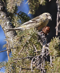 White winged Crossbill 5546
